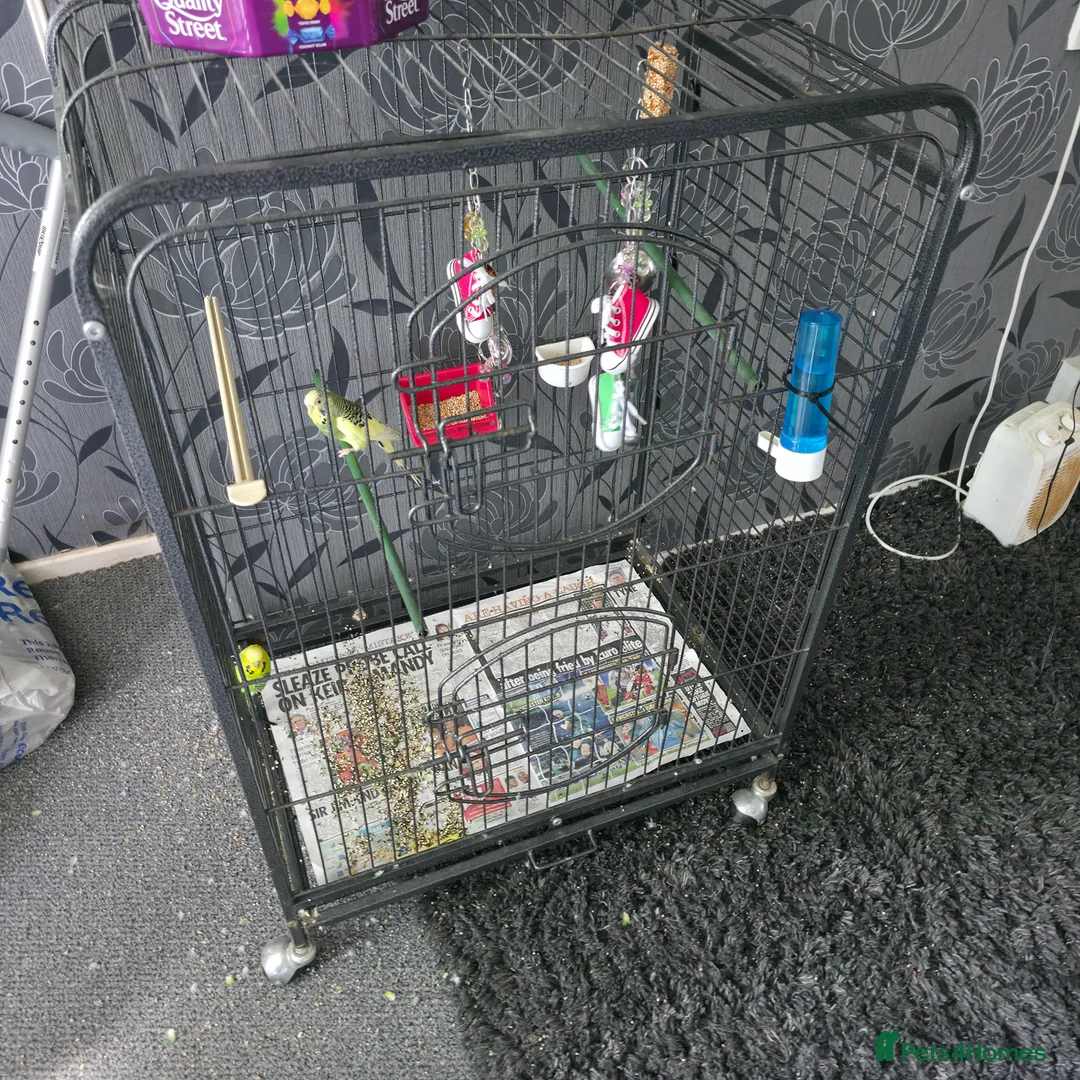 Budgerigars birds for sale: 2 Budgies for sale - Advert 6
