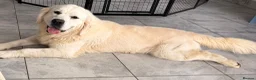 Golden Retriever dogs for sale: Kc registered health tested parents  - Advert 17
