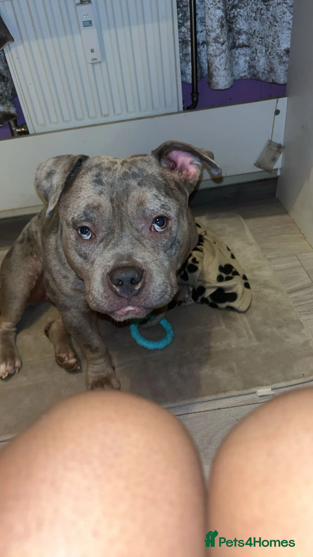 American Bully dogs for sale: Female pocket bully in Bristol - Advert 2