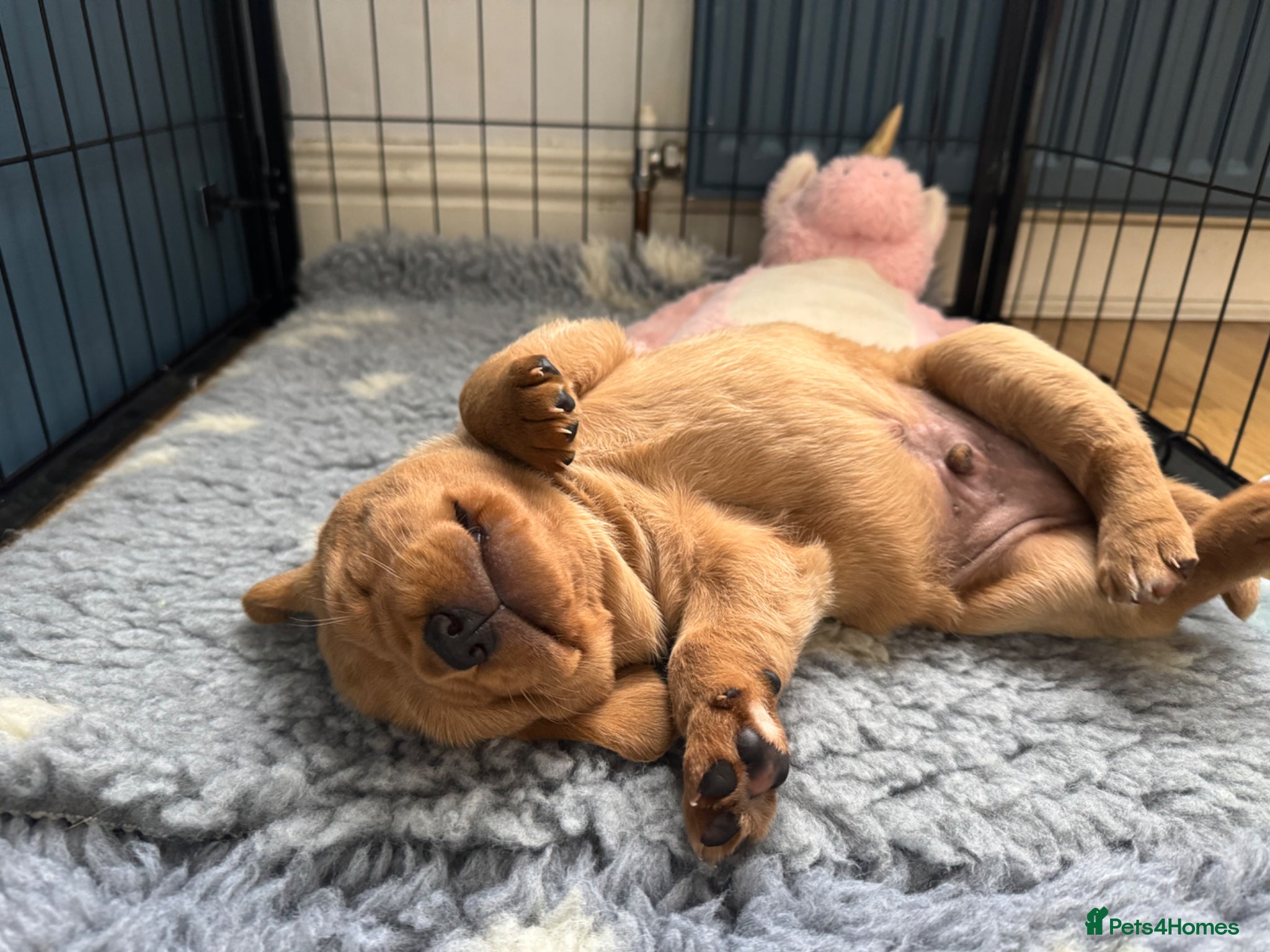 Labrador Retriever dogs for sale: Red Labrador male pup in Bradford - Advert 4