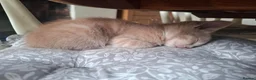 Maine Coon cats for sale: 5 MAINE COON CROSS KITTENS - 3 LEFT - Advert 10