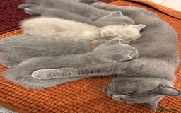 British Shorthair cats for sale: GCCF BRITISH SHORTHAIR KITTENS  - Image 3