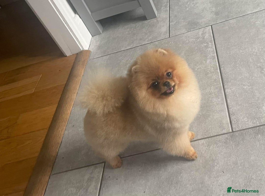 Pomeranian dogs for stud: Stunning Show Pomeranian For Stud - Advert 2