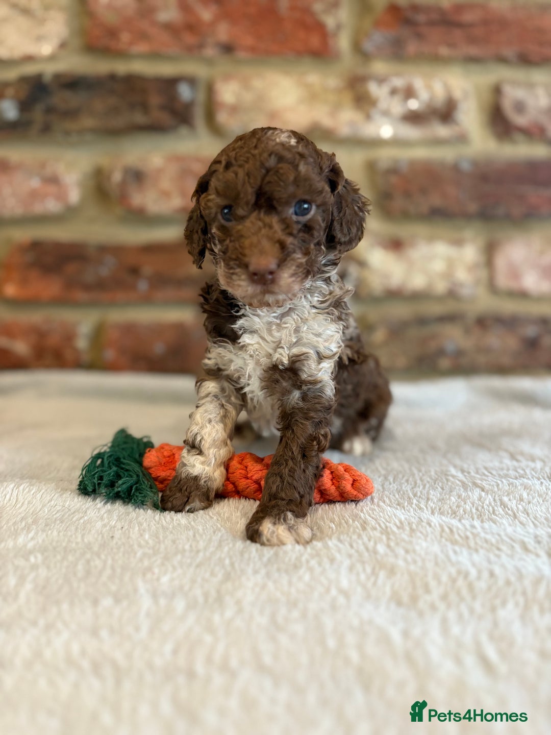 Cockapoo dogs for sale: F1b cockapoo puppies - Advert 24