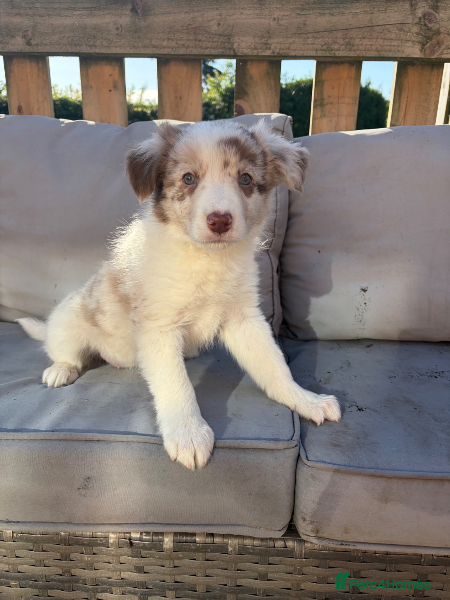 Border Collie dogs for sale: Border collie puppies.  - Advert 1