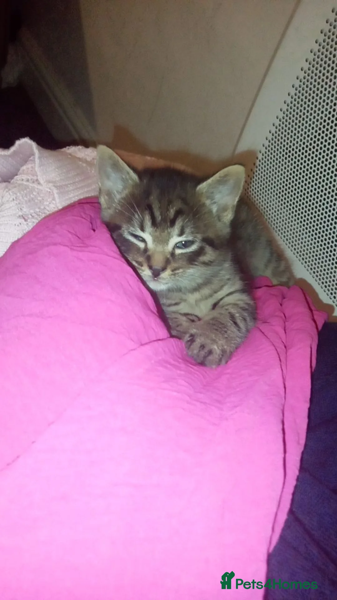 Mixed Breed cats for sale: 2 beautiful tabby boys - Advert 4