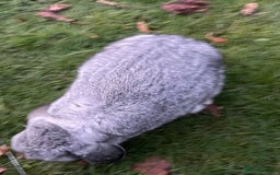 Mini Lop rabbits for sale: Adorable Coco - female Mini Lop - Advert 3