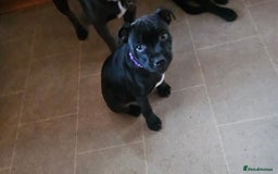 Staffordshire Bull Terrier dogs for sale: Stunning black girl - Image 4