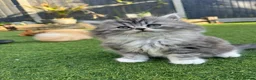 British Longhair cats for sale: 2 girls 1 boy British longhair mix - Advert 4