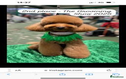 Toy Poodle dogs for stud: MULTI-AWARD WINNING SHOW DOG FOR STUD✨🐩 - Image 2