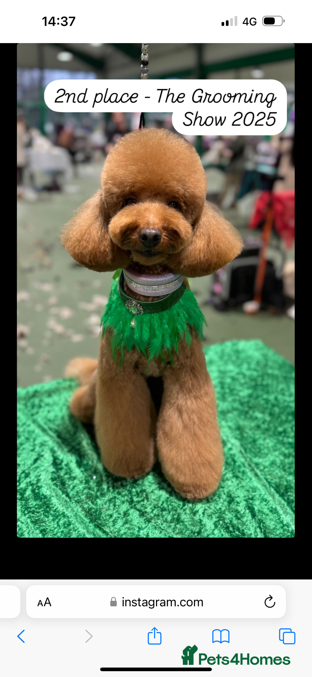 Toy Poodle dogs for stud: MULTI-AWARD WINNING SHOW DOG FOR STUD✨🐩 - Image 2
