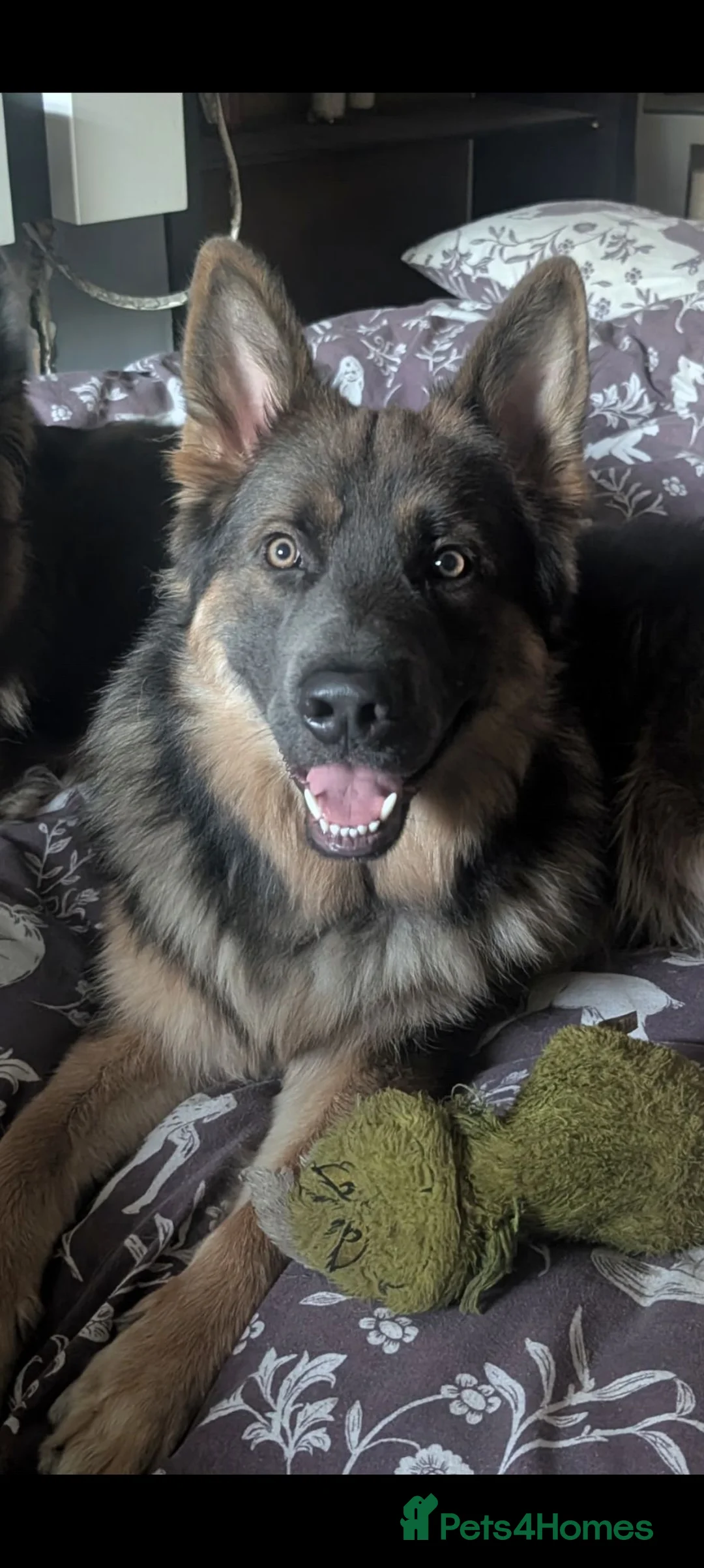 German Shepherd dogs for sale: Blue tan, blue sable Isabella German shepherd pups in Crewe - Advert 35