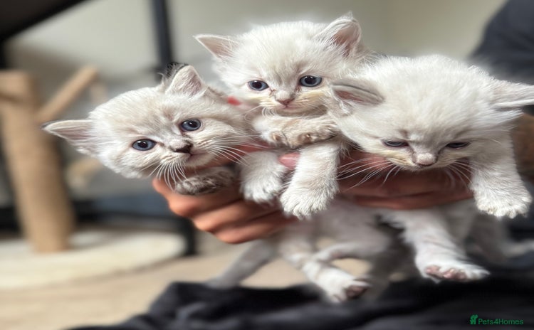 Ragdoll cats - Advert 15