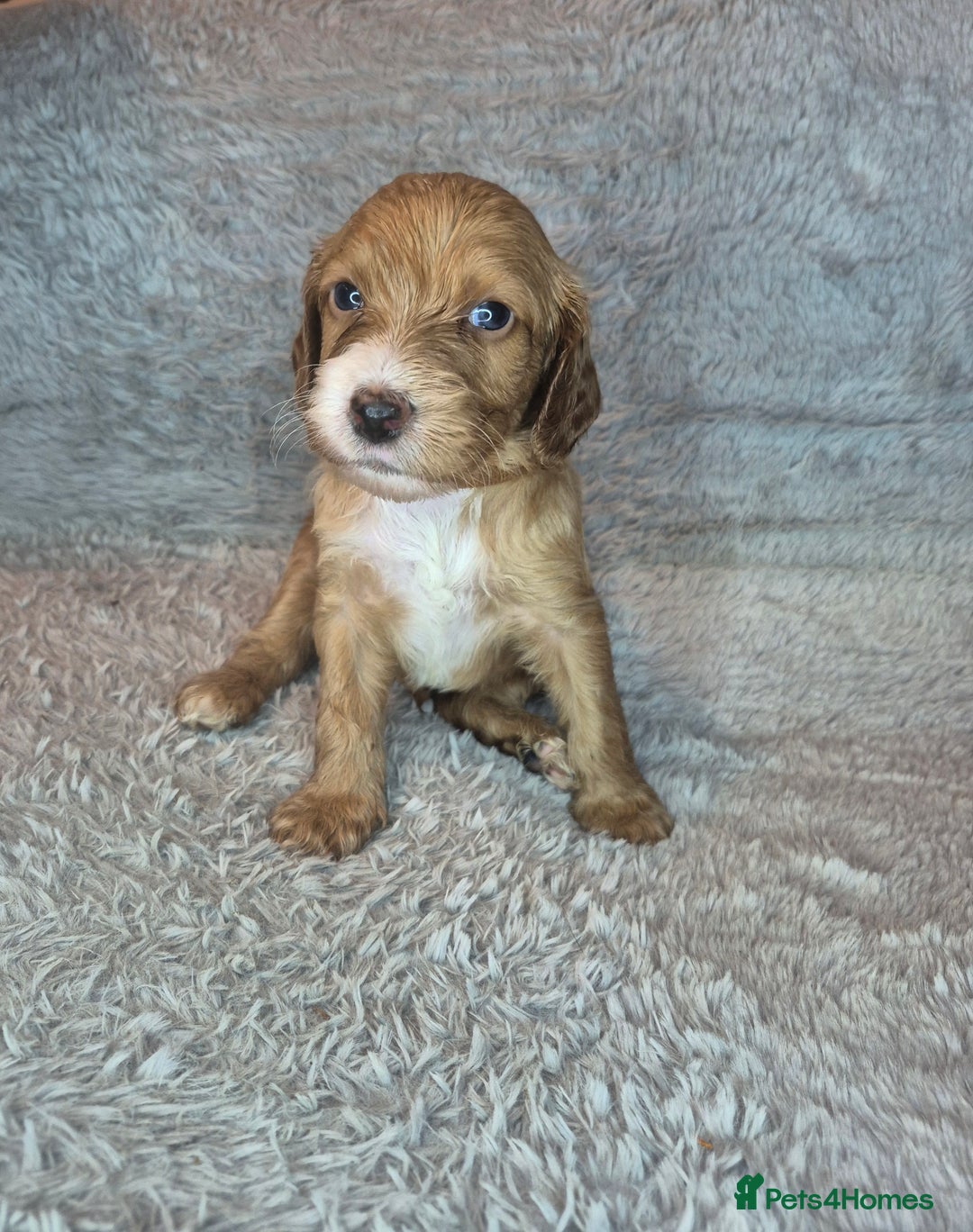Irish Doodle dogs for sale: Toy Irish Doodle Puppies For Sale  - Image 29