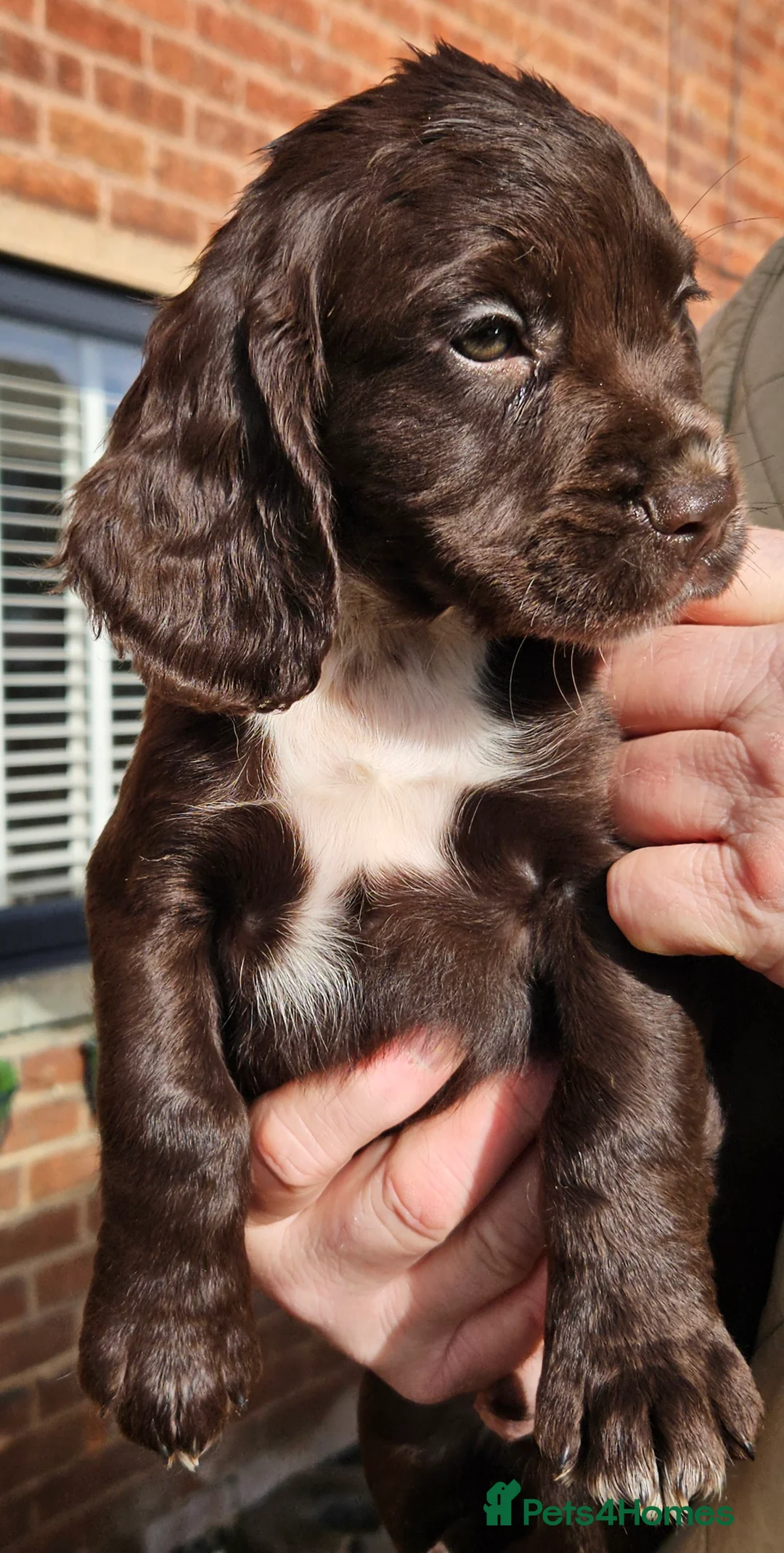 Cocker Spaniel dogs for sale: Cocker spaniel pups - Advert 5