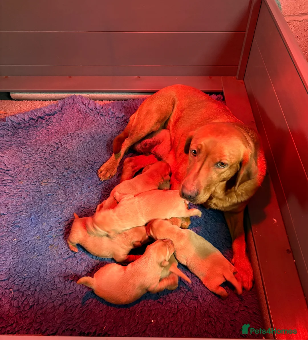 Labrador Retriever dogs for sale: Gorgeous KC  Fox Red pups for sale - Advert 2