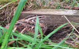 Mixed Breed birds for sale: Japanese Quail - Image 1