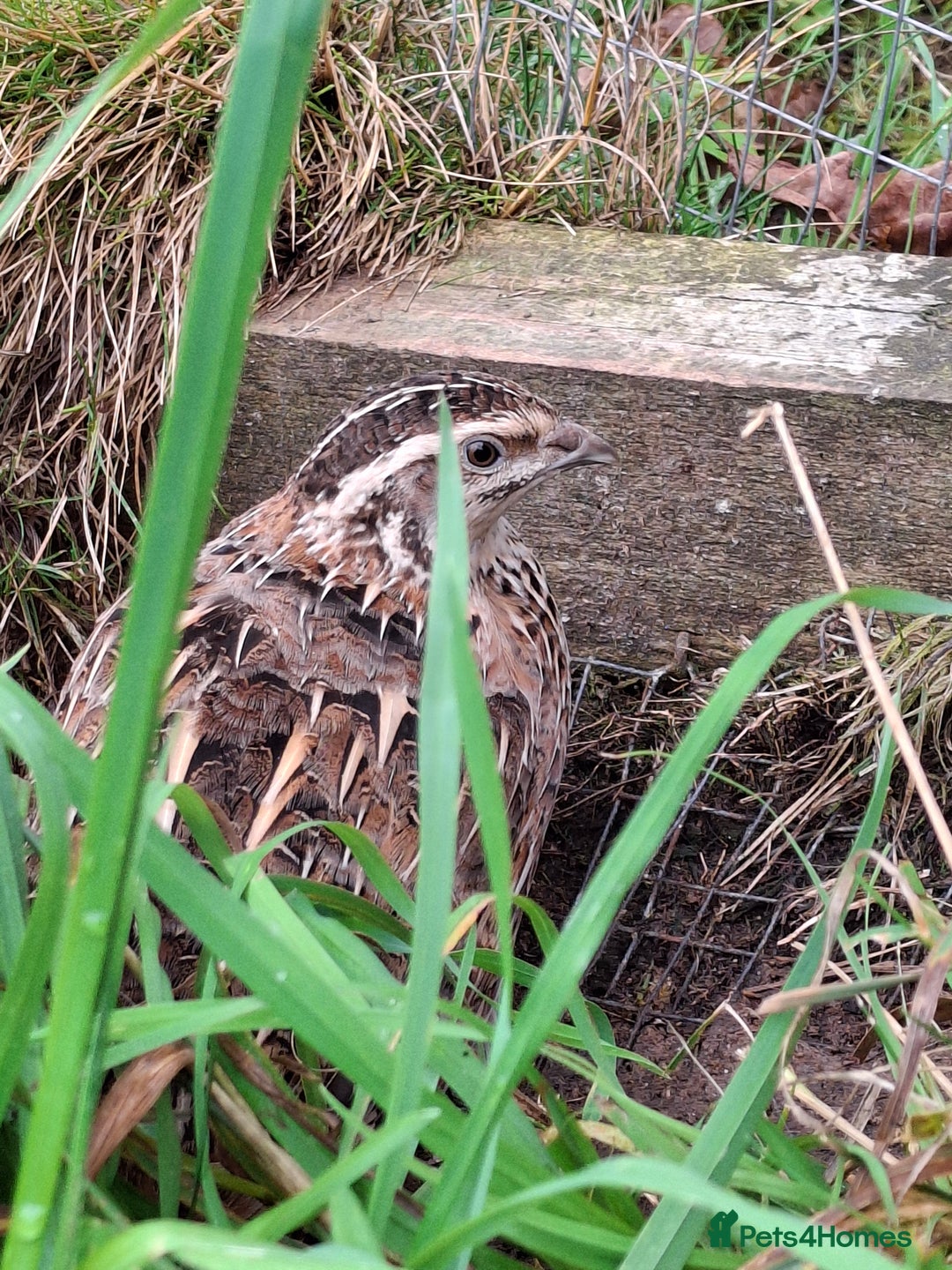 Mixed Breed birds for sale: Japanese Quail - Image 1