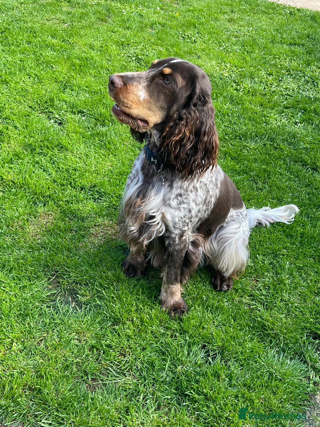 Cocker Spaniel dogs for stud: Beautiful show chocolate roan & tan dog for stud  in March - Advert 4