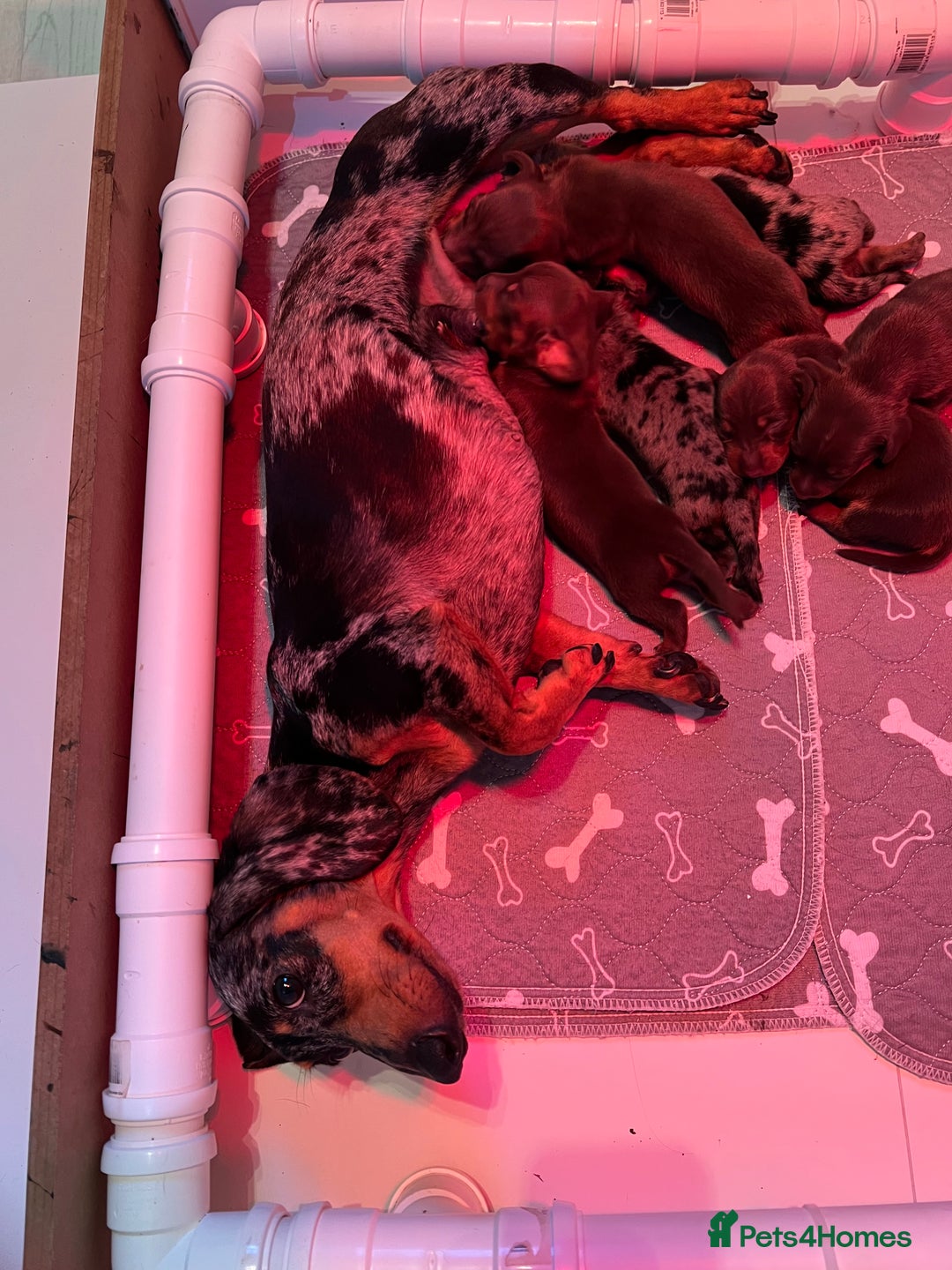 Miniature Dachshund dogs for sale: Beautiful miniature dachshund puppies - Image 2