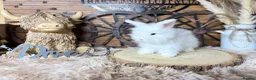 Angora rabbits for sale: PURE•PEDIGREE•ANGORAS🤍 - Advert 10