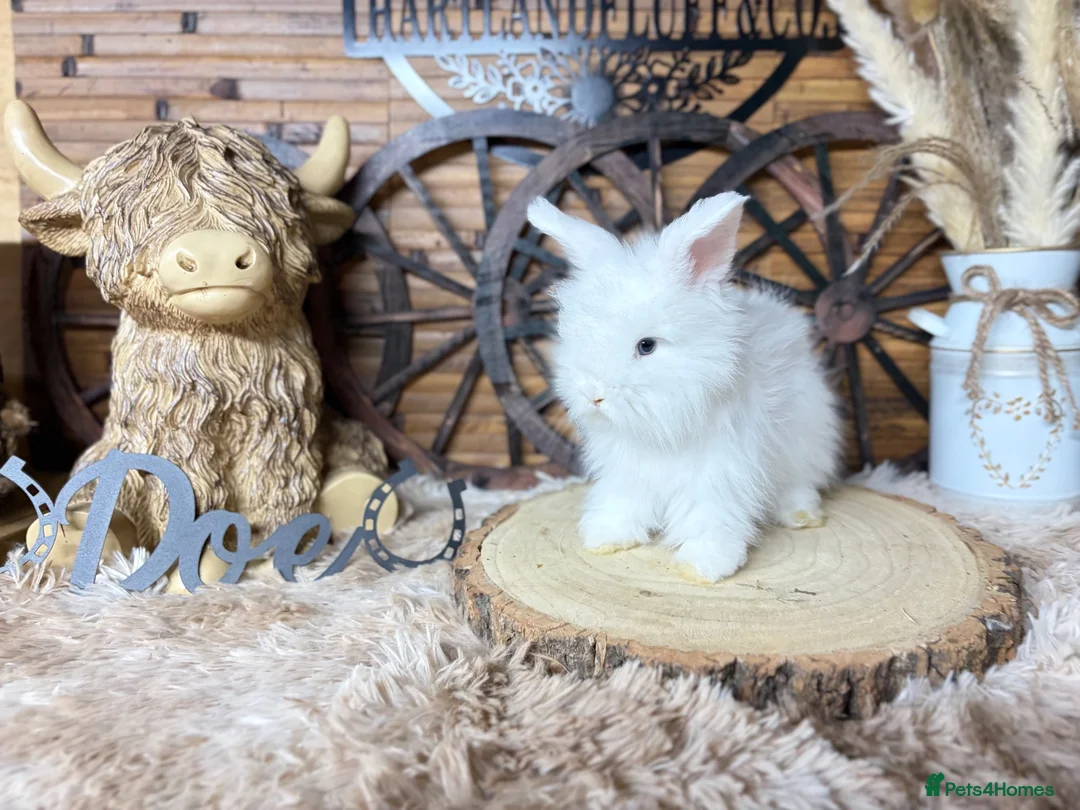 Angora rabbits for sale: PURE•PEDIGREE•ANGORAS🤍 - Advert 10
