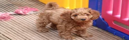 Cockapoo dogs for sale: Boy and girl  - Advert 14