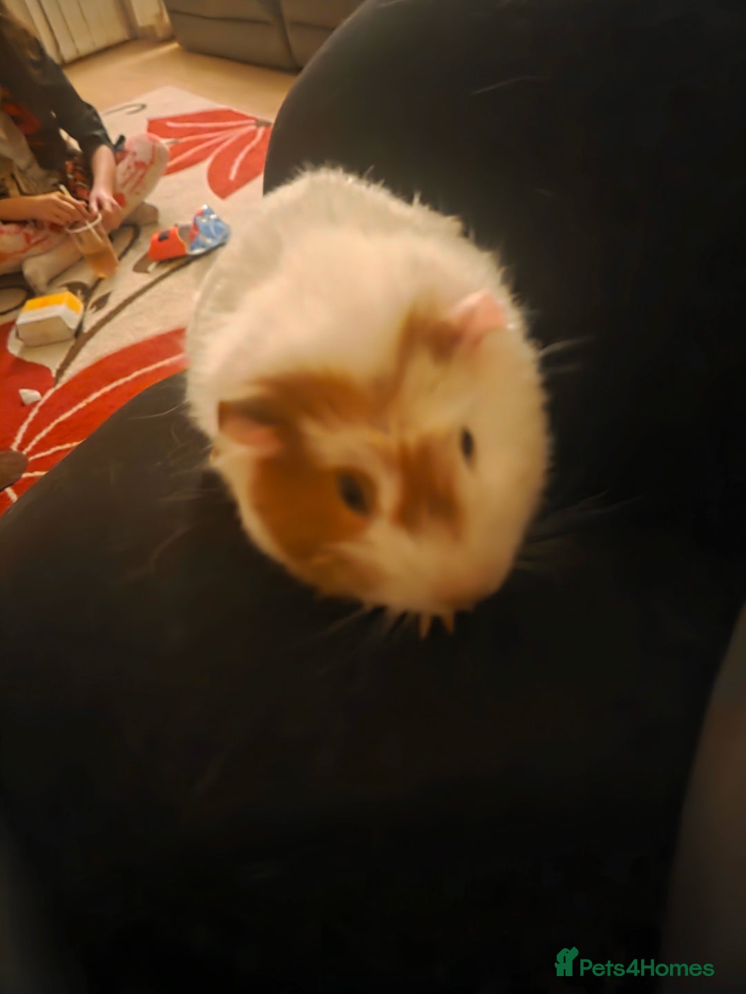 Guinea Pig rodents for sale: Baby female guinea pig - Image 12