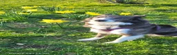 Border Collie dogs for sale: Border collie pups - Advert 5