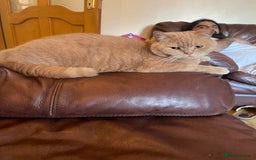 British Shorthair cats for sale: Mr pasha - Image 2