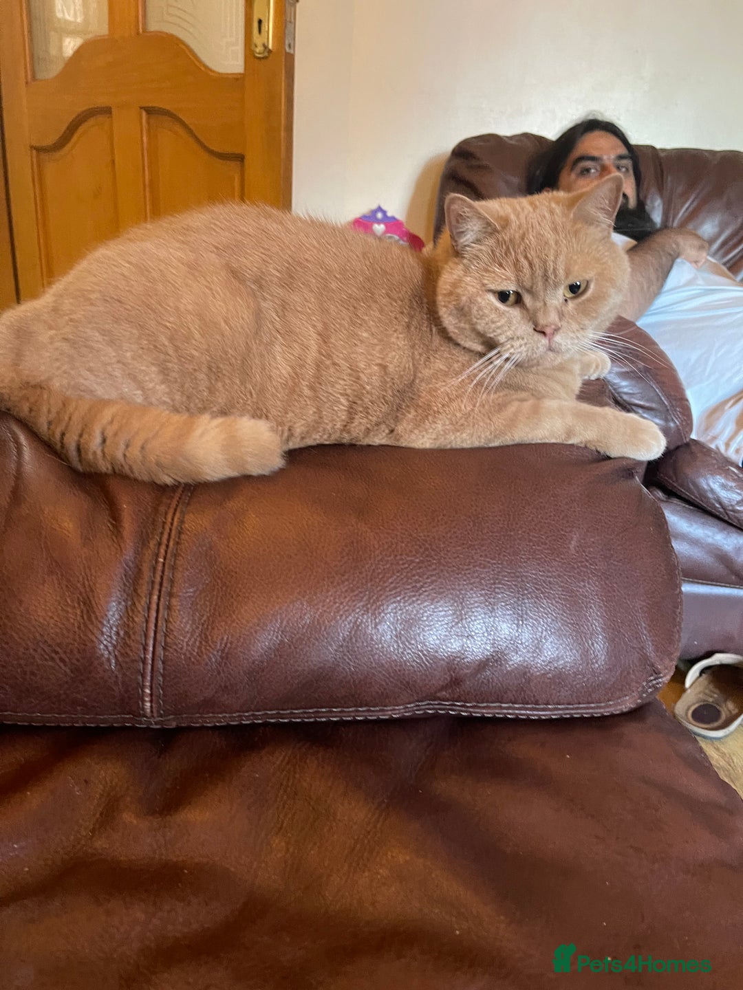 British Shorthair cats for sale: Mr pasha - Image 2