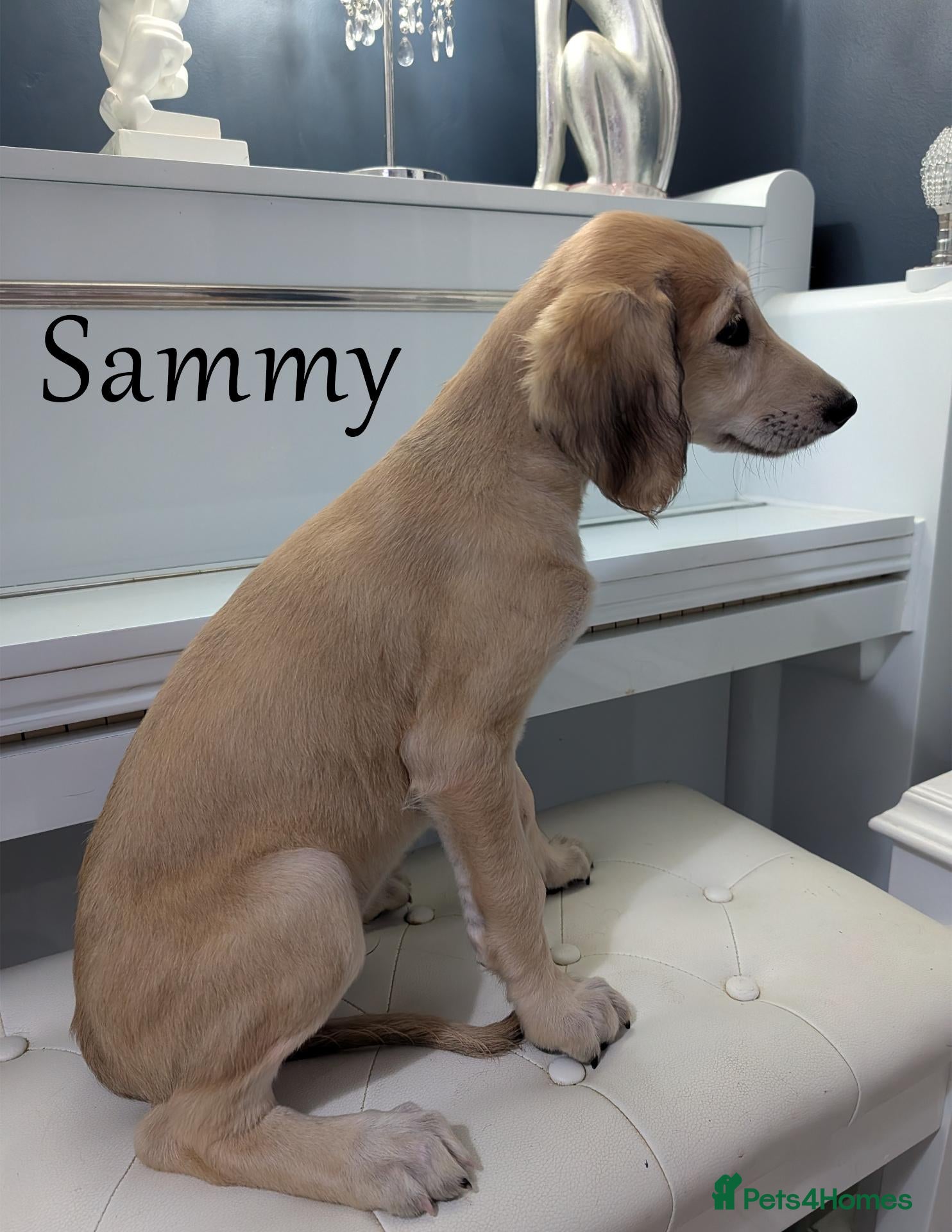 Saluki dogs Stunning Saluki Boy - Advert 1
