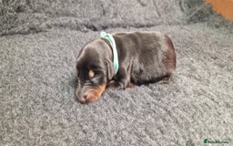 Dobermann dogs for sale: Top line doberman puppies - Image 11