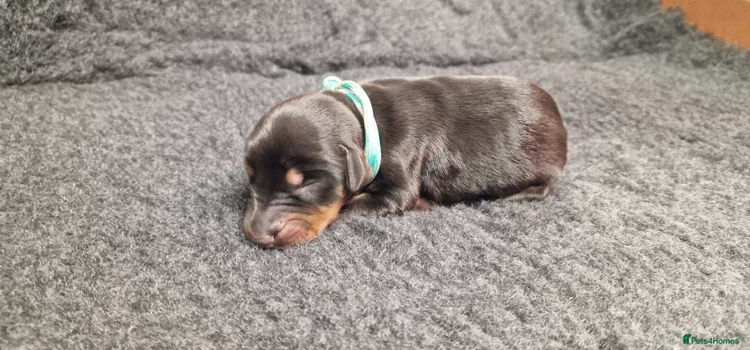 Dobermann dogs for sale: Top line doberman puppies - Image 11
