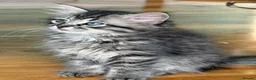 Siberian cats for sale: Stunning Siberian kittens  - Advert 2