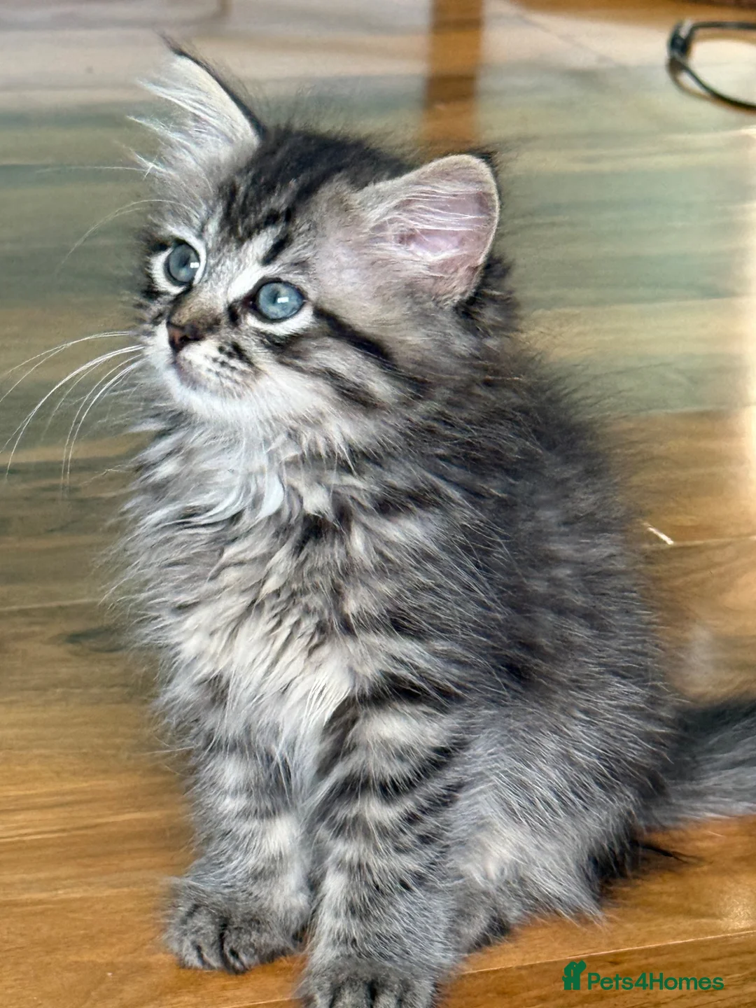 Siberian cats for sale: Stunning Siberian kittens  - Advert 2