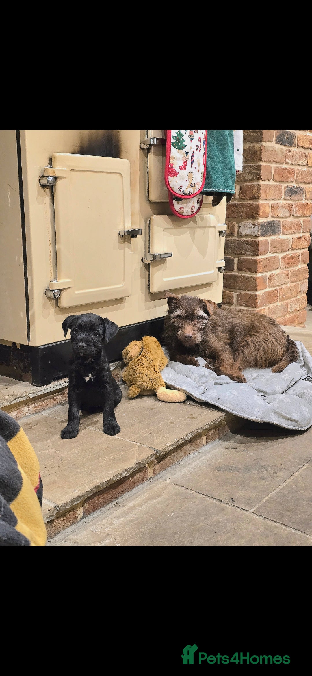 Mixed Breed dogs for sale: Border terrier cross patterdale terrier - Advert 3