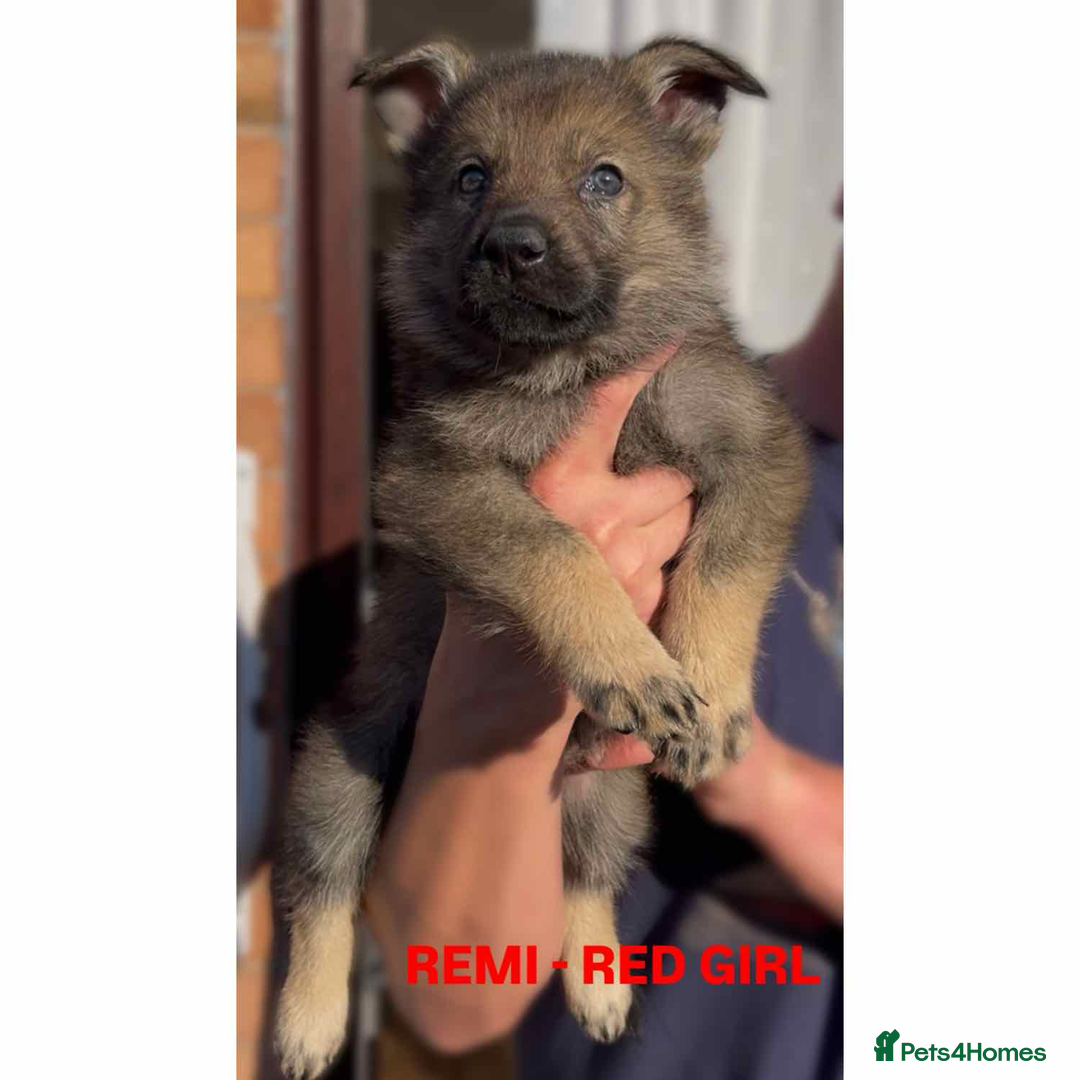 German Shepherd dogs for sale: Czech line German shepherds  - Image 14