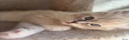 Ragdoll cats for sale: TICA registered - beautiful ragdoll kitten  - Advert 6