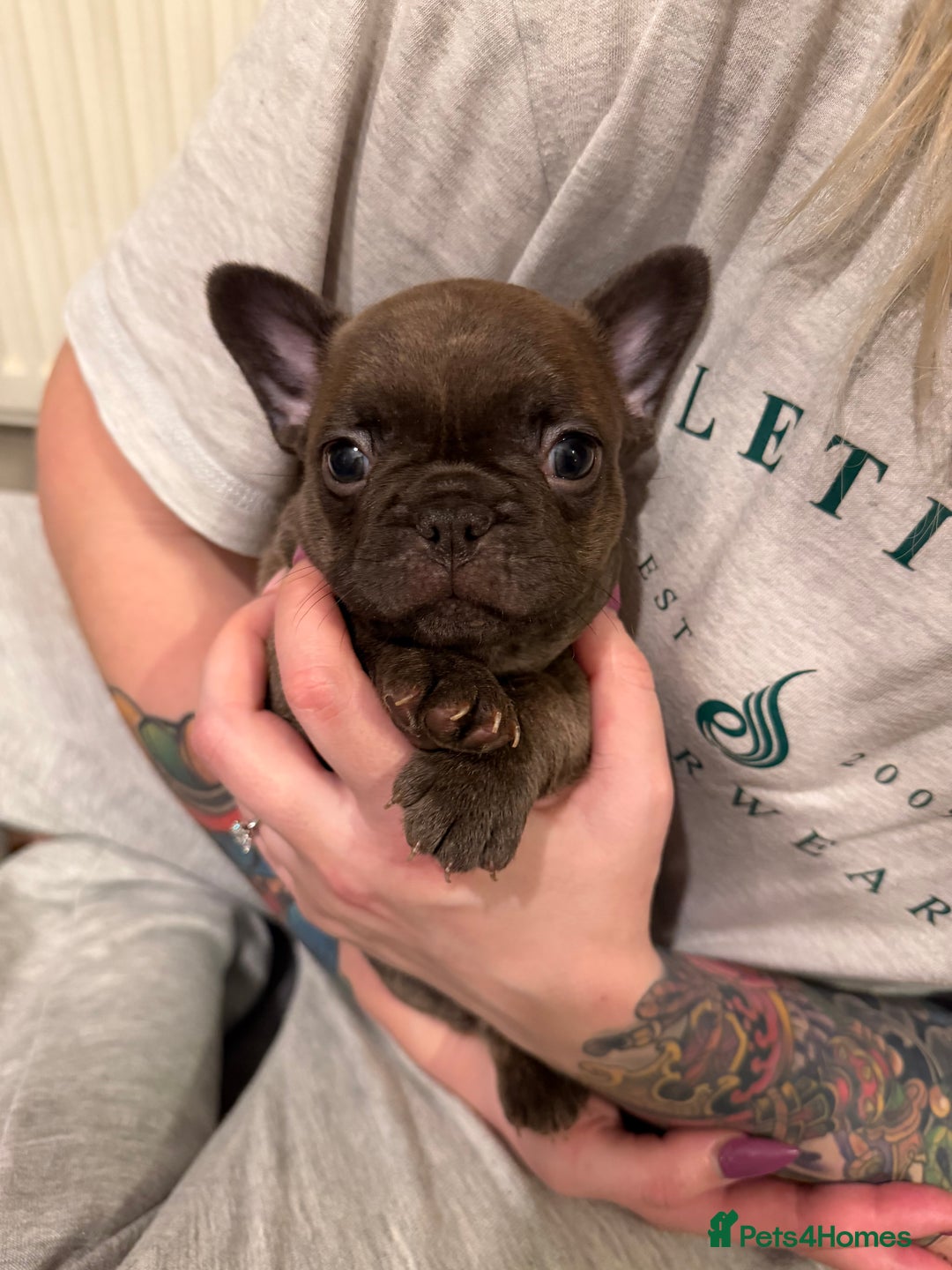 French Bulldog dogs for sale: Beautiful French bulldog puppies 🐶  - Advert 9