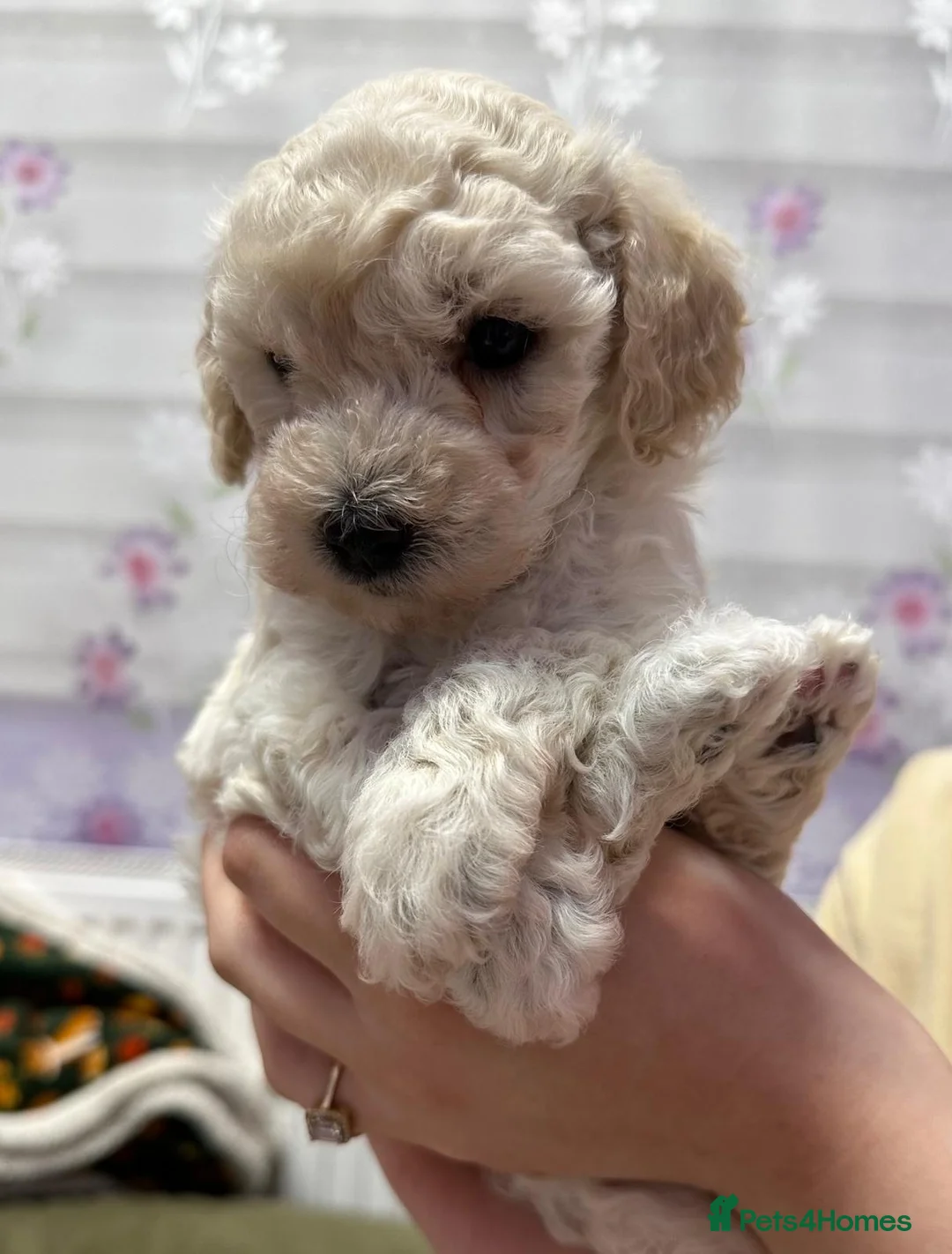 Maltipoo dogs for sale: Adorable maltipoos puppies  - Advert 8