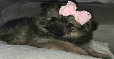 Mixed Breed dogs - Advert 11