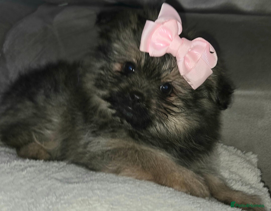 Mixed Breed dogs for sale: Shiranian puppies  - Image 3