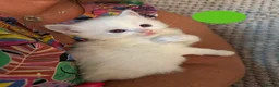 Ragdoll cats for sale: GCCF Registered Ragdoll Kittens - Advert 14