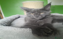 Maine Coon cats for sale: Solid Blue Poly boy 5 Pedigree TICA Maine coon - Image 6
