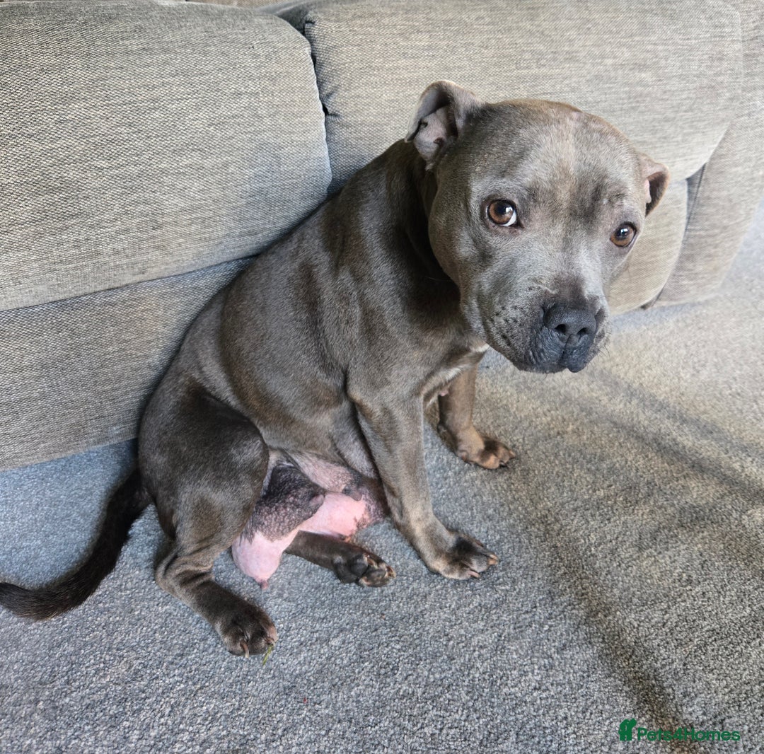 Staffordshire Bull Terrier dogs for sale: Blue Staffy Puppies 🐶 - Advert 19