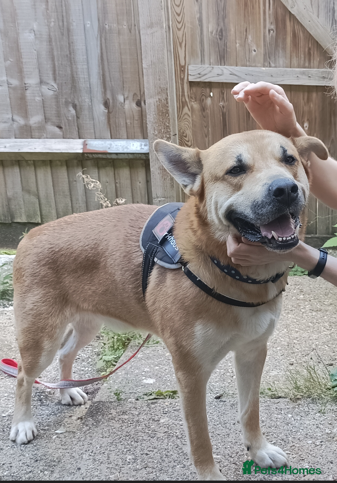 Mixed Breed dogs for sale: Odin. Sweet and beautiful crossbreed boy - Image 20