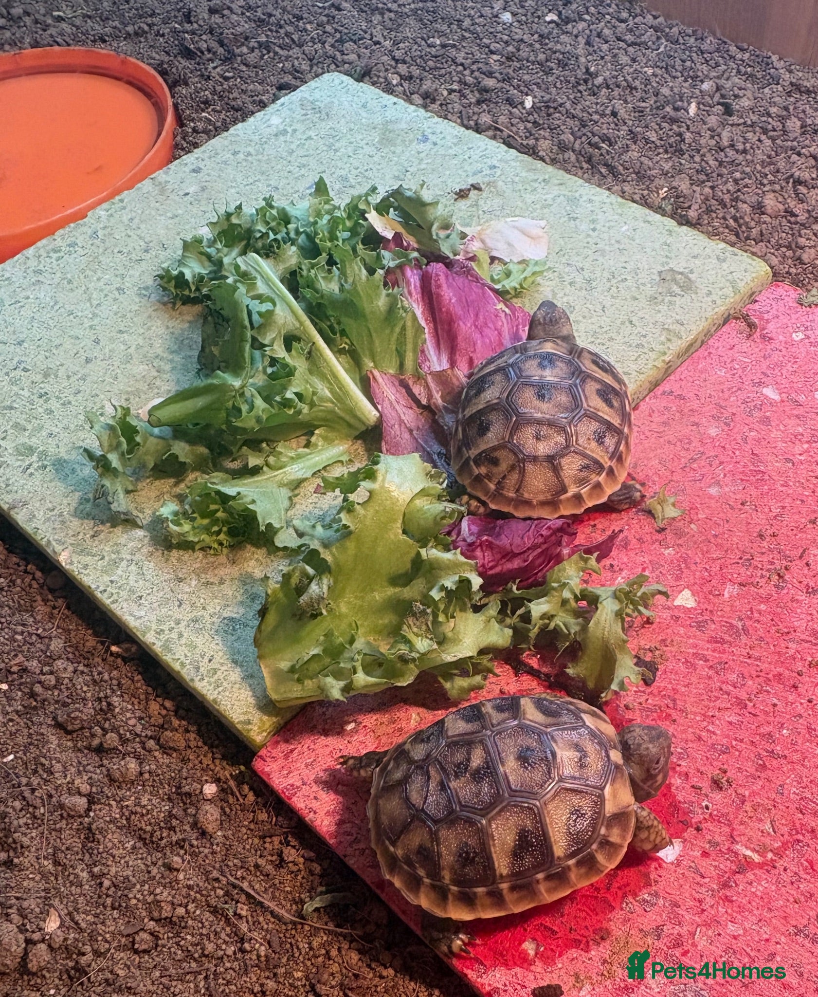 Hermann Tortoise reptiles Hermann Tortoise Hatchlings-Home Bred-July 2026  - Advert 1
