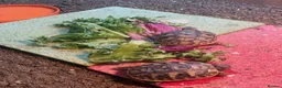 Hermann Tortoise reptiles for sale: Hermann Tortoise Hatchlings-Home Bred-July 2026  in Poole - Advert 1