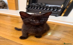 Mixed Breed cats for sale: 2 Tabby boy  - Image 7